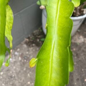 Fishbone Cactus or Orchid Cactus Cuttings